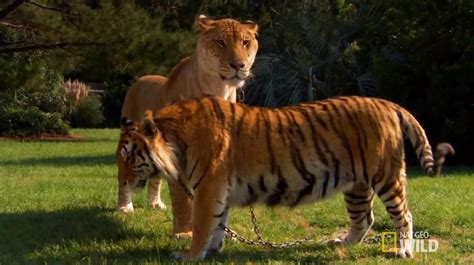 lion tiger katol commercial|Lions, Tigers and Ligers! .